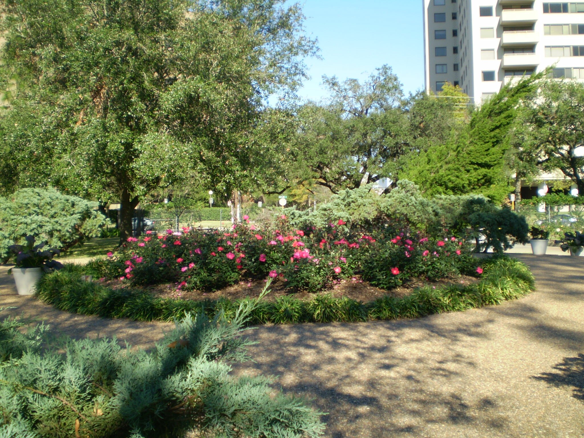 Lush flowers bloom at the McGovern Centennial Gardens in Hermann Park, located in the heart of Houston, Texas.